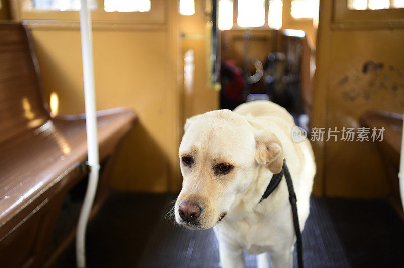 缆车上的拉布拉多寻回犬