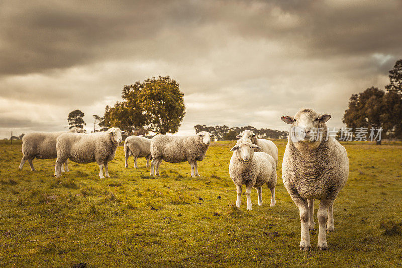 澳洲乡村秋色田园风光。在农场的围场里吃草的一群羊