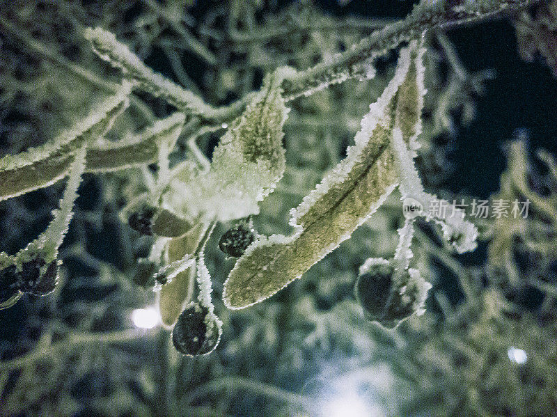 在寒冷的冬夜，菩提树的树枝上结满了白霜