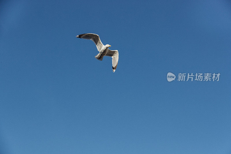 晴空万里的海鸥