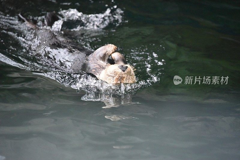 加拿大海獭