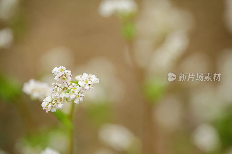 荞麦花