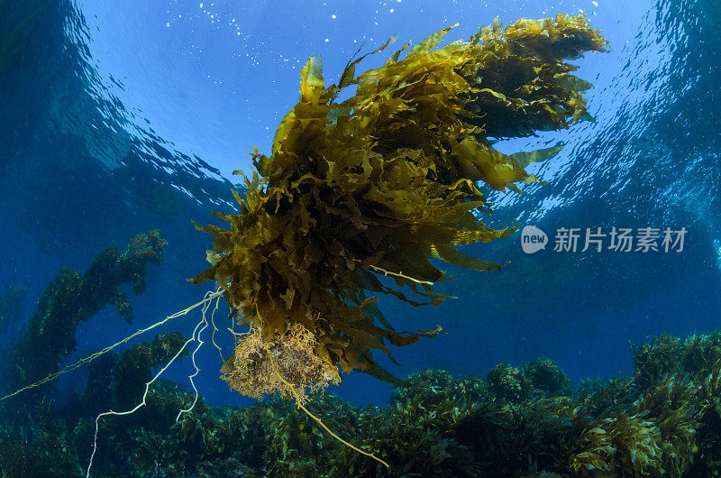 浮动巨型海藻