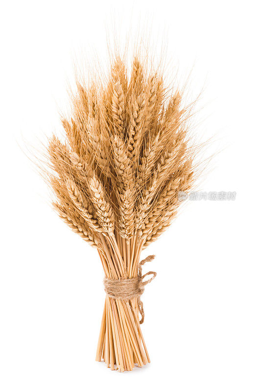 孤立在白色背景上的浓密的小麦束