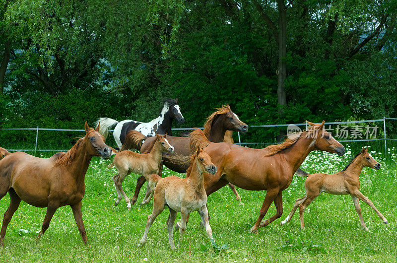在草地上驮着小马驹奔驰的一群马