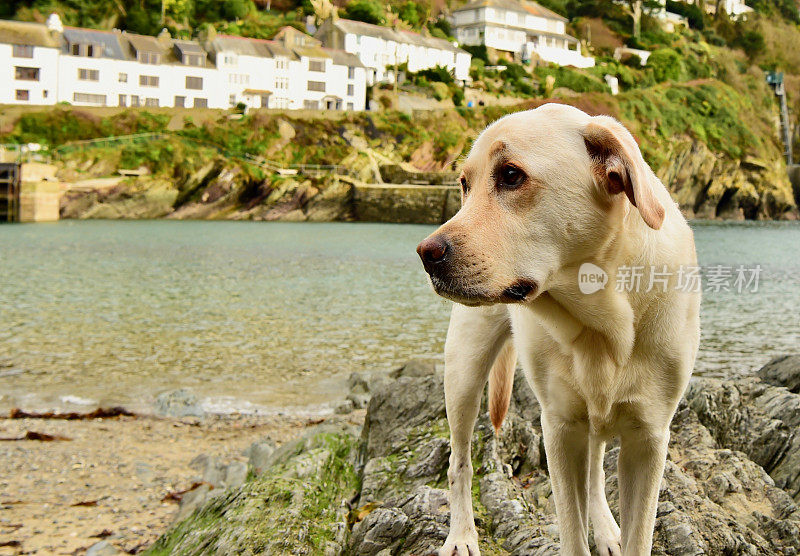 康沃尔的拉布拉多寻回犬