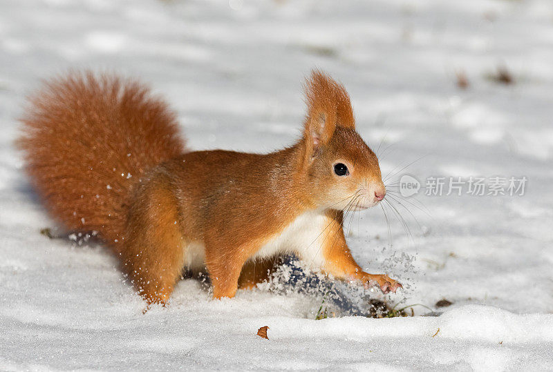 欧亚大陆冬季的红松鼠