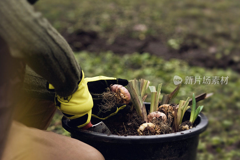 一位妇女正在准备种植在花园里的鳞茎植物