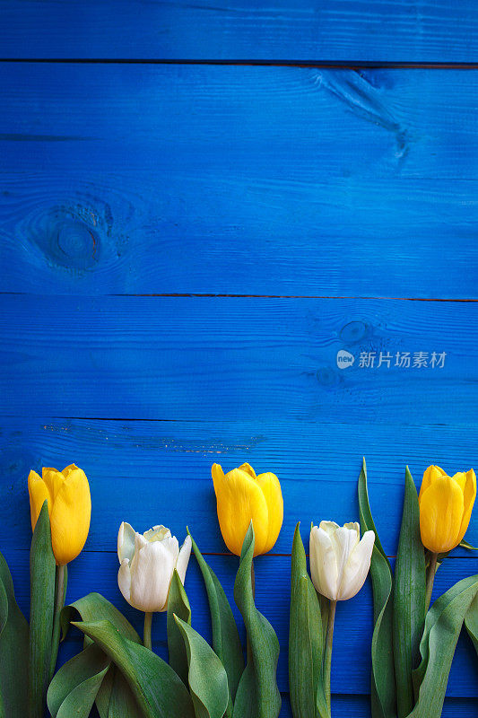 蓝色木质背景上的郁金香排与信息空间。妇女或母亲节的背景。俯视图
