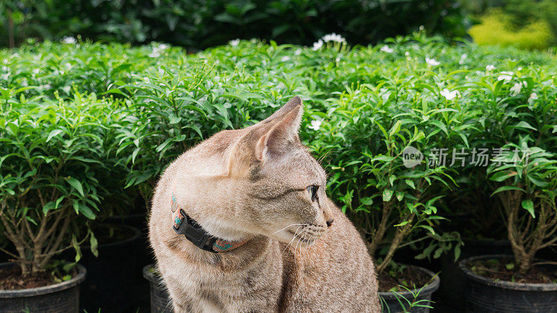花斑猫坐在花园里