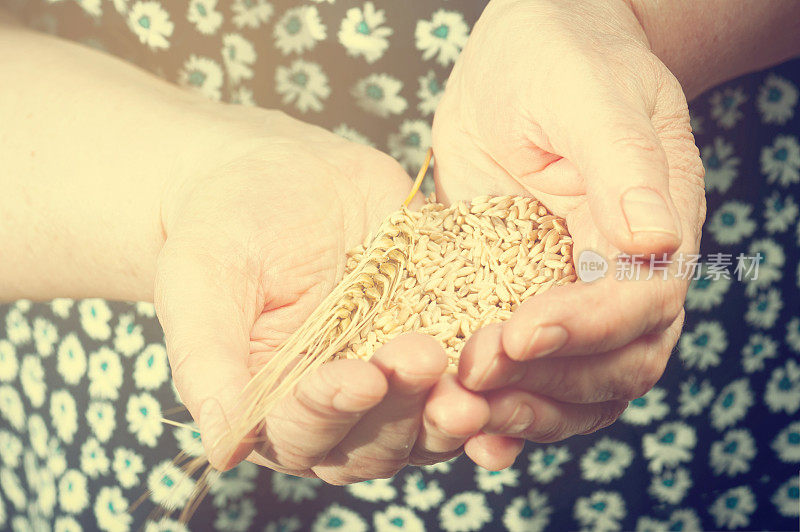 收获时间。一位老妇人的手中正握着一把麦粒，特写。