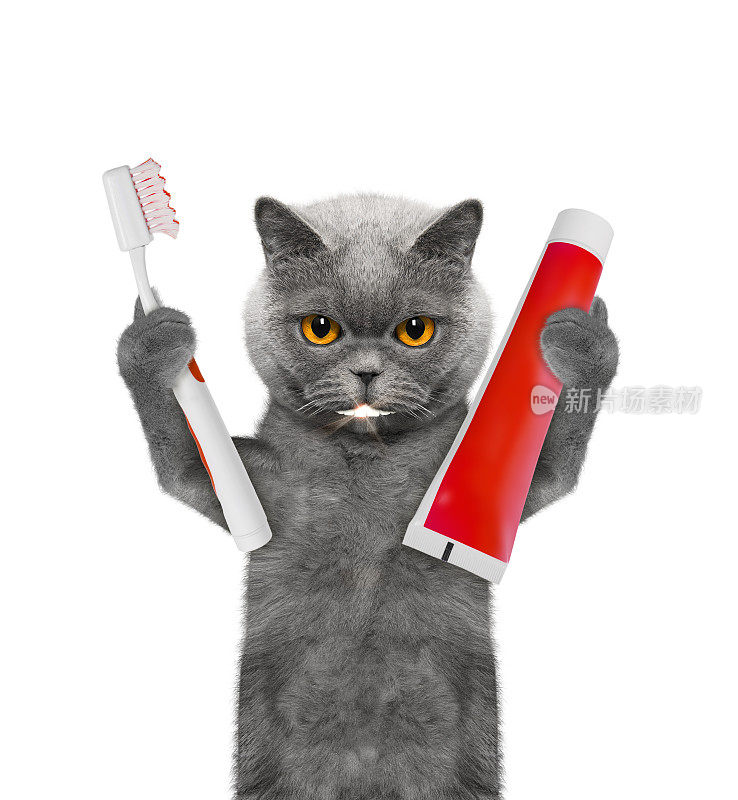 可爱的小猫用牙刷刷牙。孤立在白色