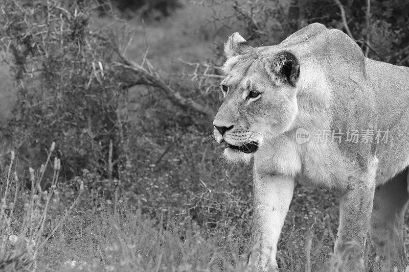 一个近距离的肖像拍摄的狮子(狮子)在野外。这是一张黑白图像