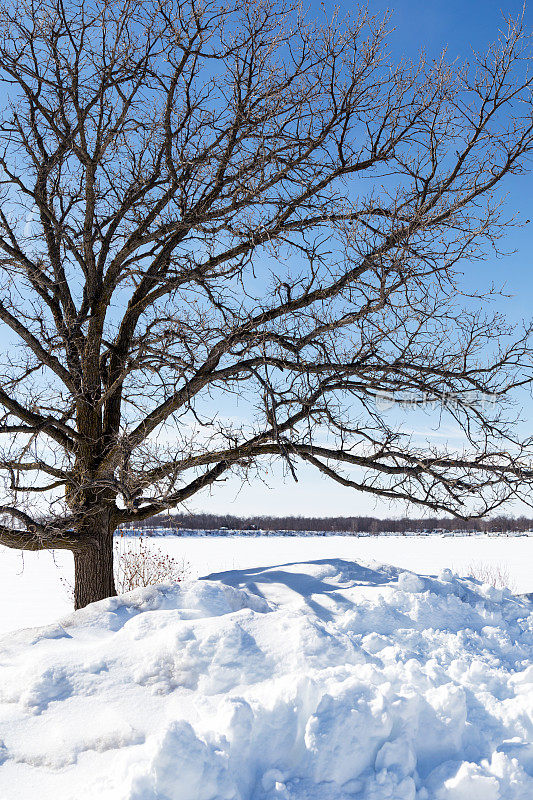冬季橡树和雪堆
