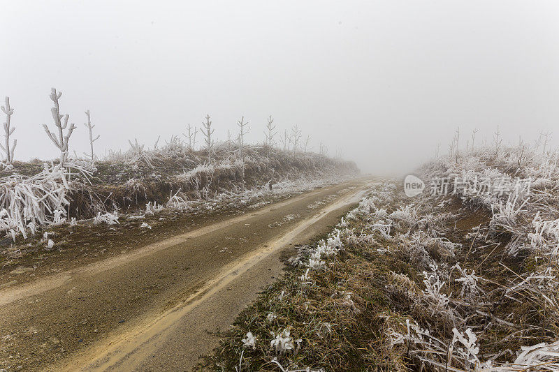 日落时，白雪覆盖了树木