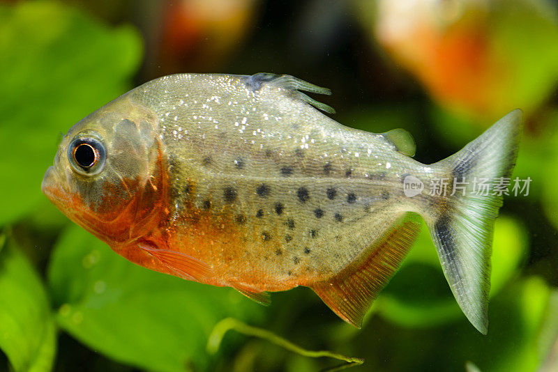 水族馆里的掠食性食人鱼