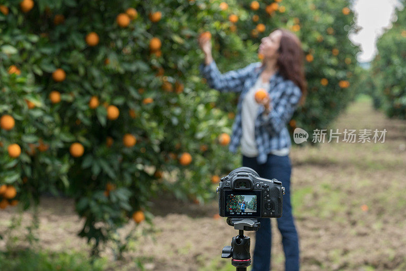 快乐的中年女人在橘子花园拍视频