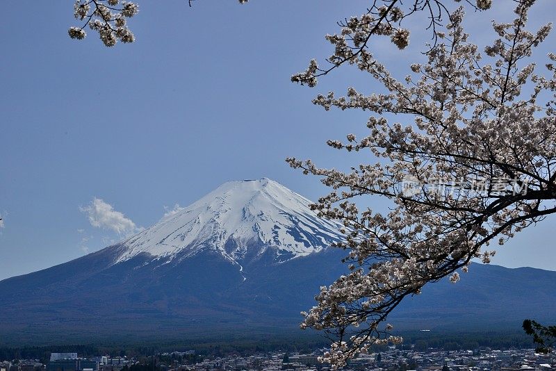 樱花盛开的富士山，取自富士吉田市