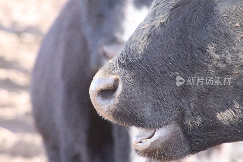 沙丘和海滩附近泥泞的田地里的肉牛