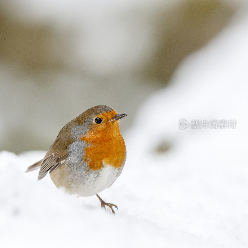 罗宾(红心rubecula)