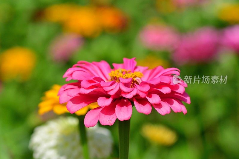 Zinnia花