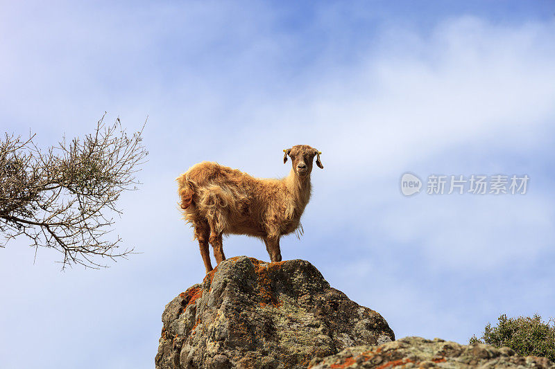 岩石上的山羊，Gokceada