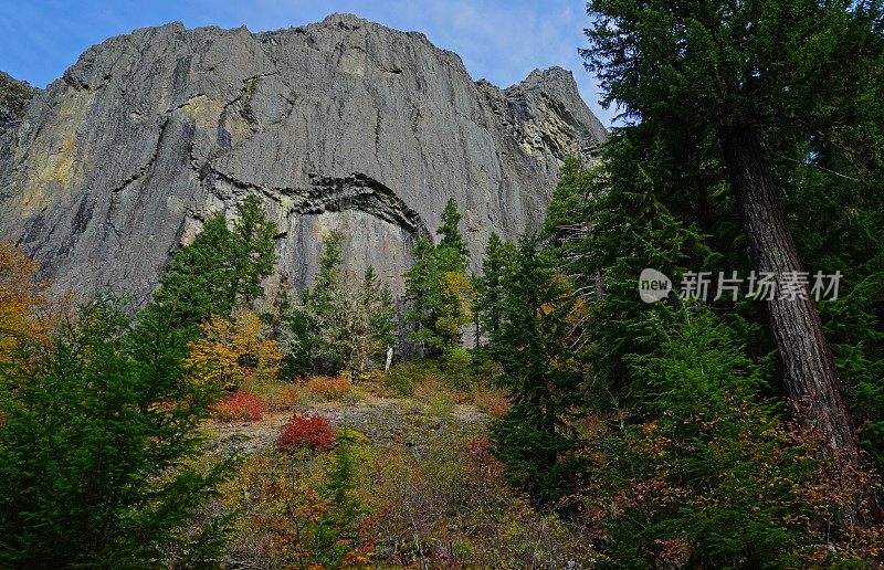 俄勒冈州狼岩树