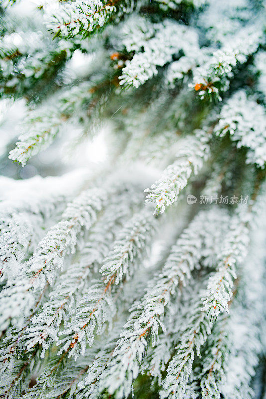 雪中的冷杉枝