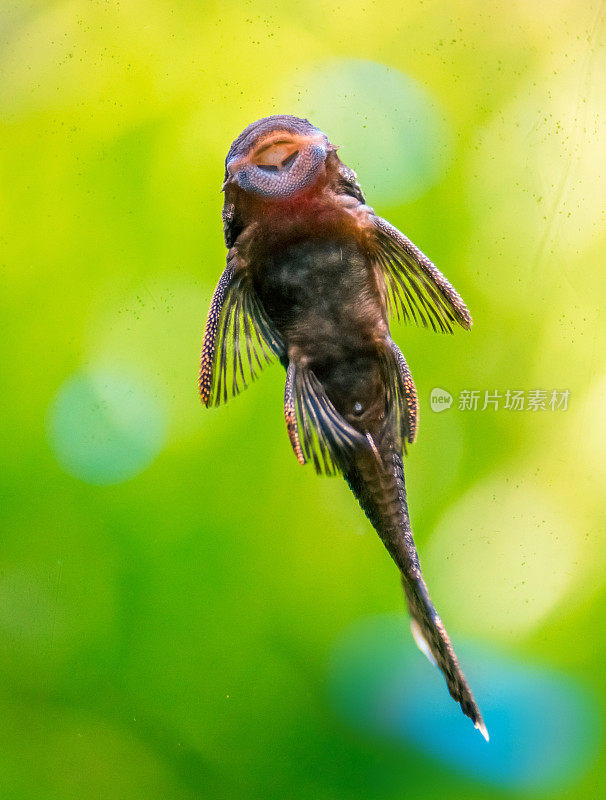 水族馆玻璃墙上的鲶鱼