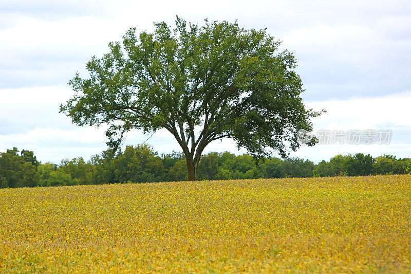 堪萨斯州田野里的一棵树