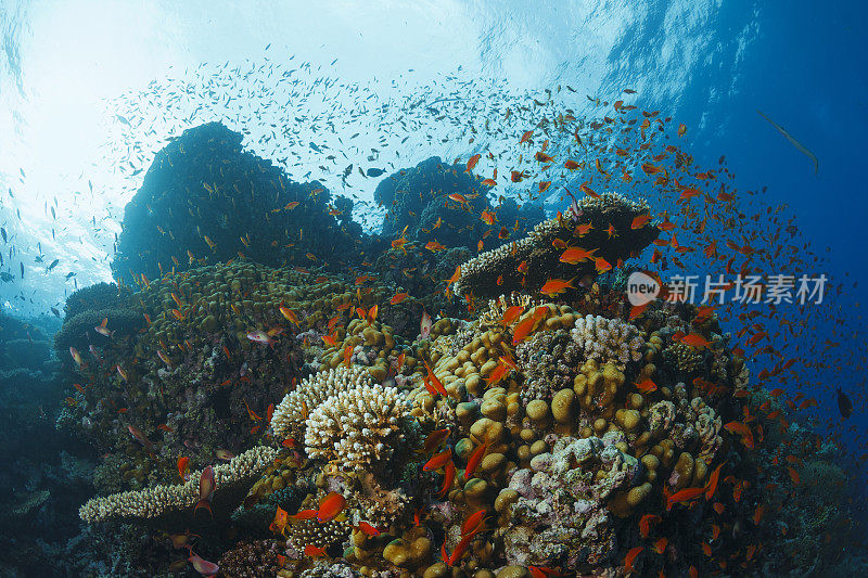 珊瑚礁自然和野生动物水下海洋生物水肺潜水员的观点水下照片