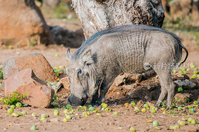 非洲疣猪