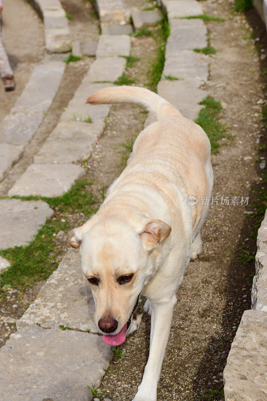 西西里的拉布拉多寻回犬