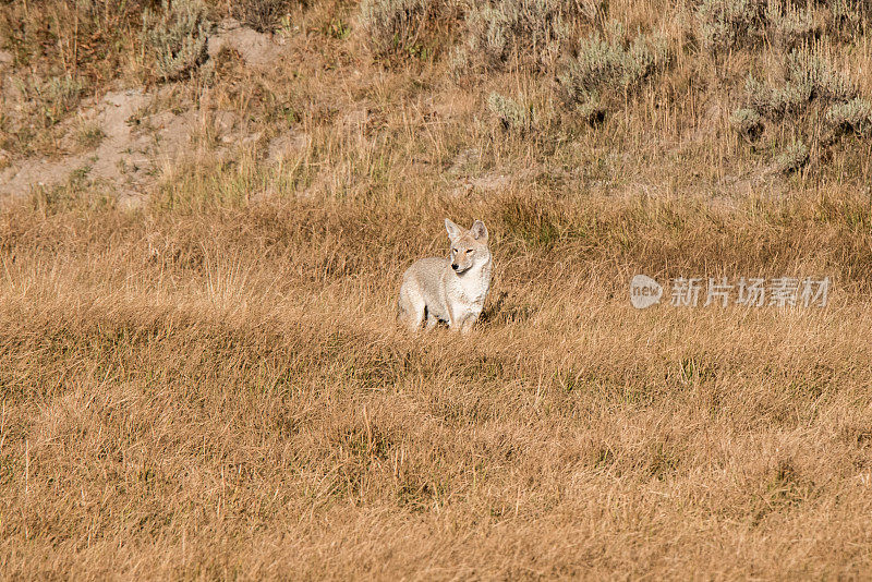 黄石公园里的郊狼在小溪中打猎和饮水