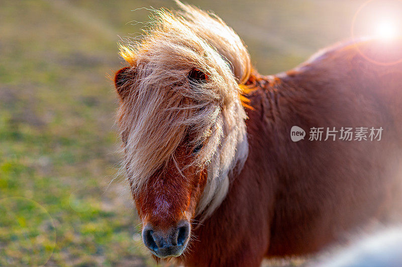 设得兰矮种马