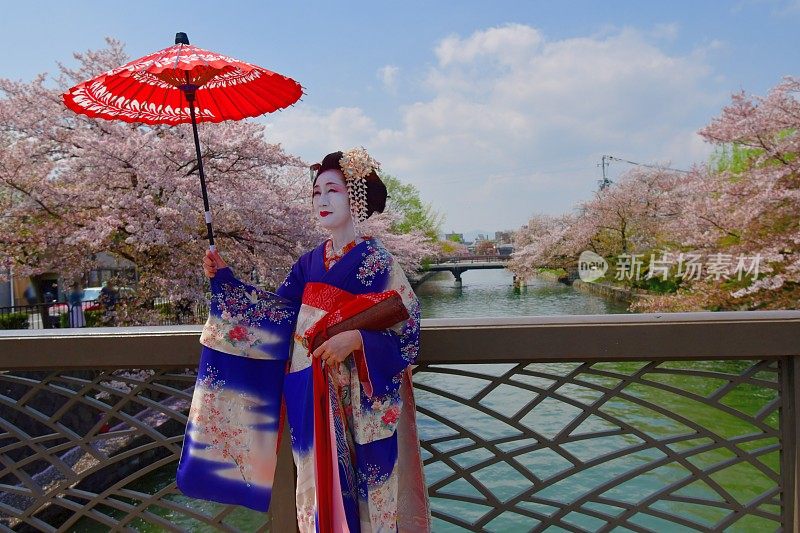 穿着美子服饰的日本女人在京都的桥上欣赏樱花