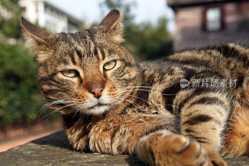 虎斑流浪猫躺着