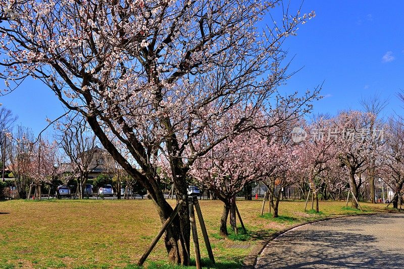 樱花盛开的日本公园，东京