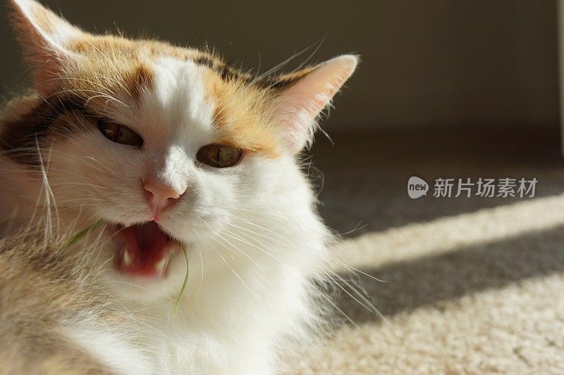 猫吃草