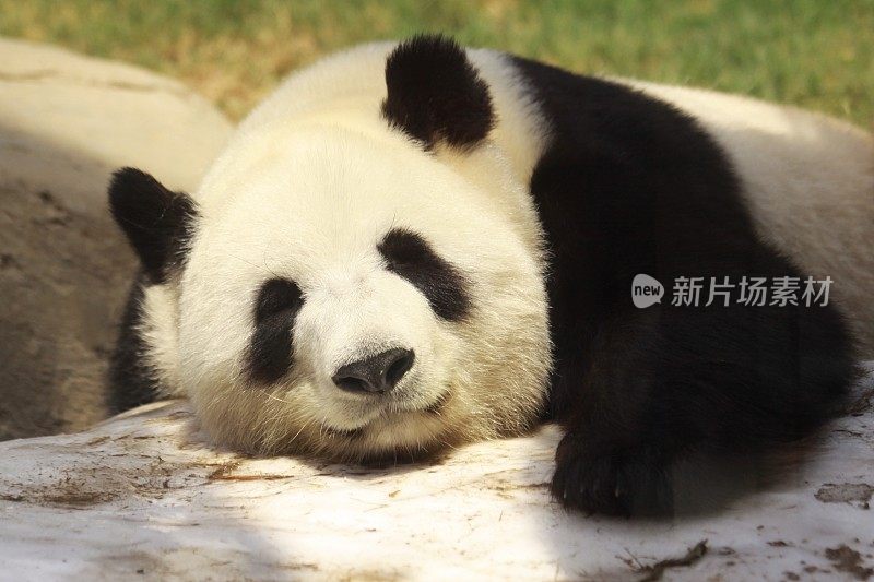 熊猫日光浴