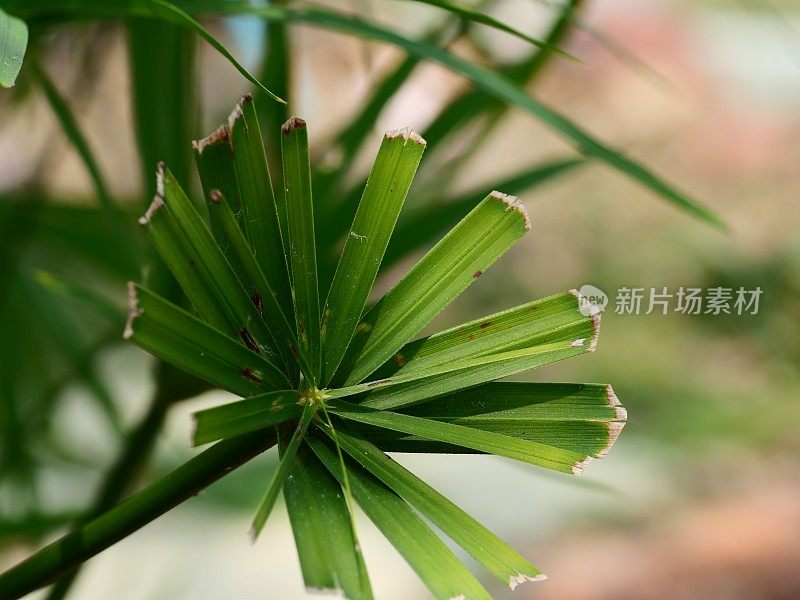 纸莎草属的绿色植物