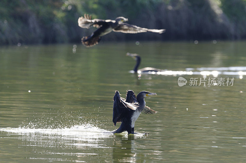 鸬鹚(Phalacrocorax碳水化合物)