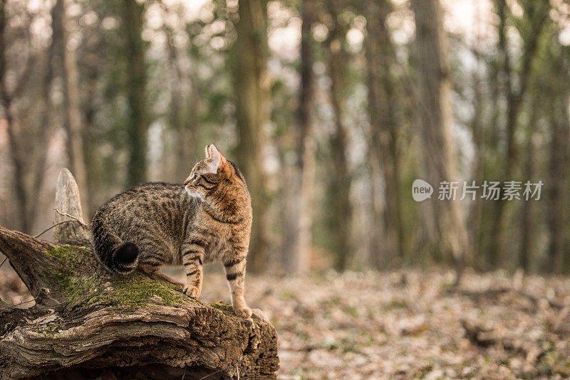 小条纹猫在树林里探险。