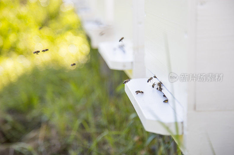 蜜蜂在蜂巢里飞来飞去