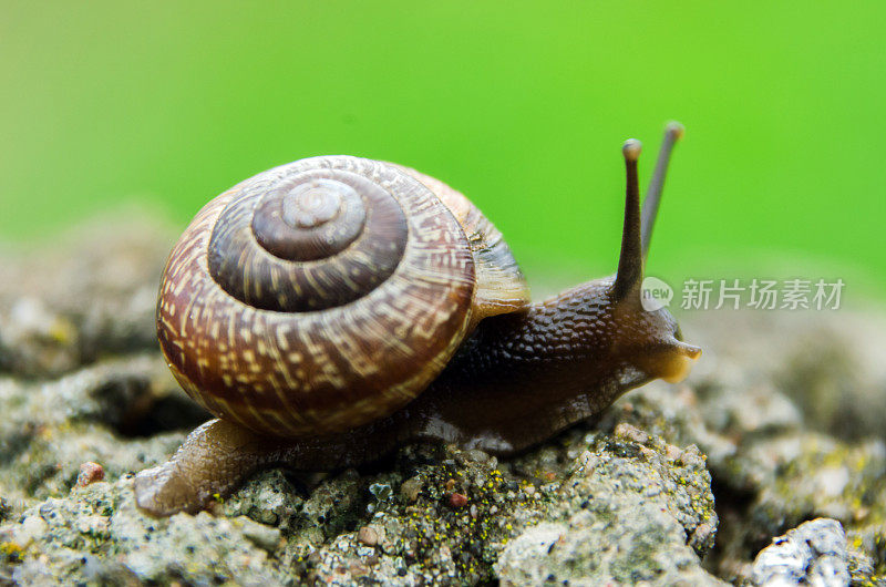 大葡萄蜗牛在壳中爬行，夏天在花园里，一种常见的花园蜗牛爬在一个树桩上，可食用的蜗牛或蜗牛，是一种大型，可食用，呼吸空气的土地