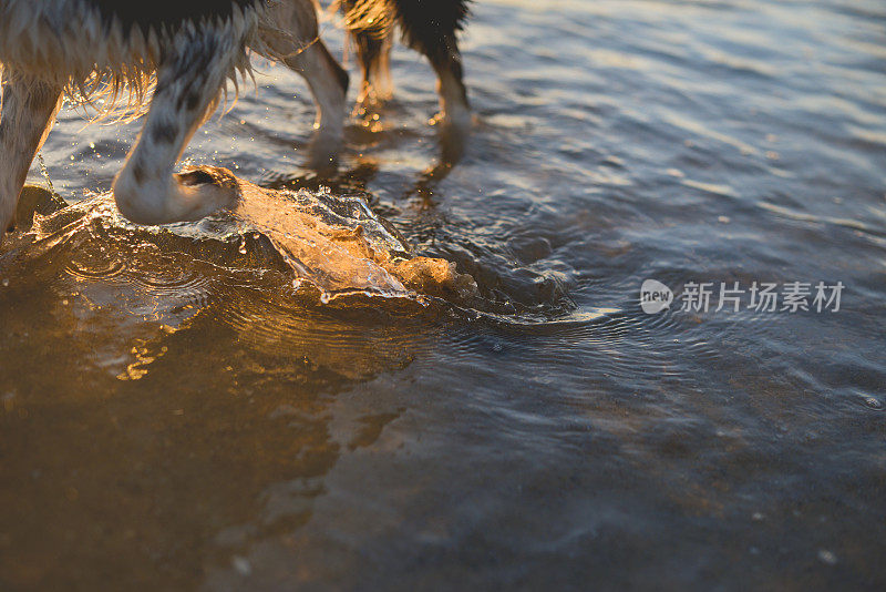 狗爪子在水里跑，溅起水花。