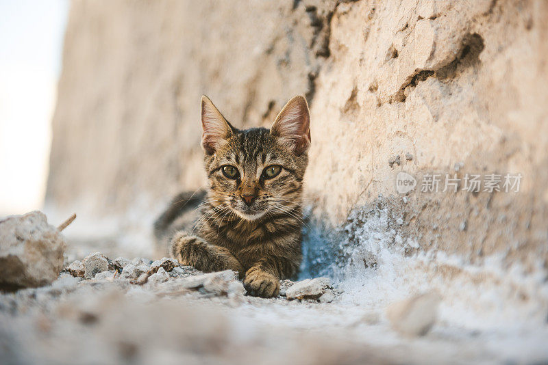 希腊圣托里尼岛阿克罗蒂里大街上可爱的流浪猫