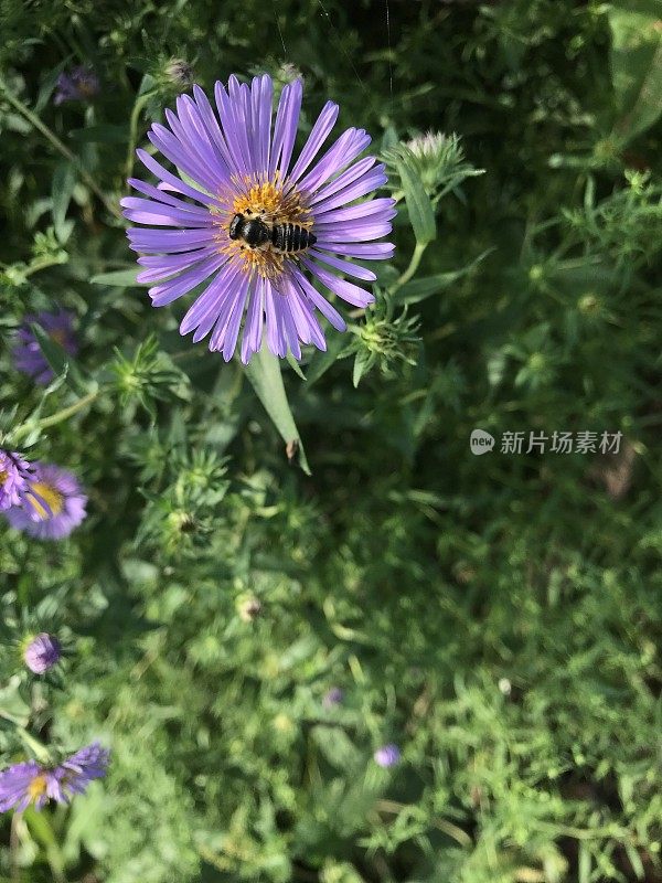 雄蜂在菊苣野花上