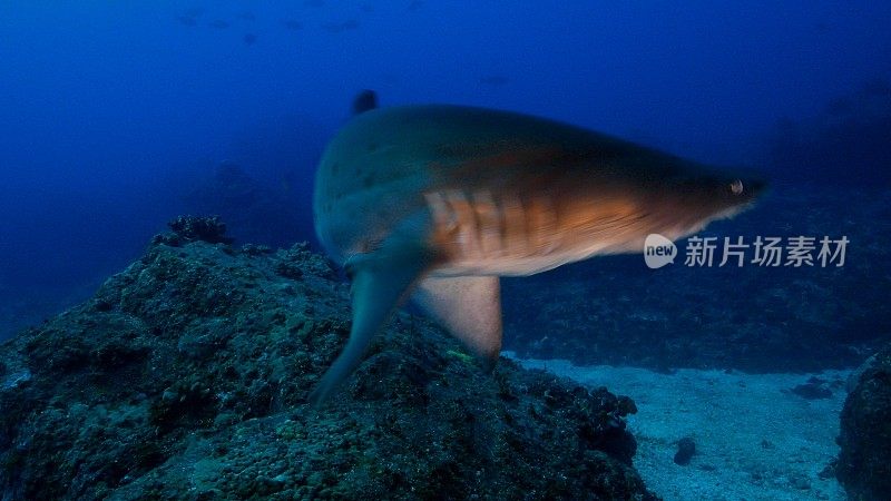野生沙虎鲨被水下潜水员吓坏了