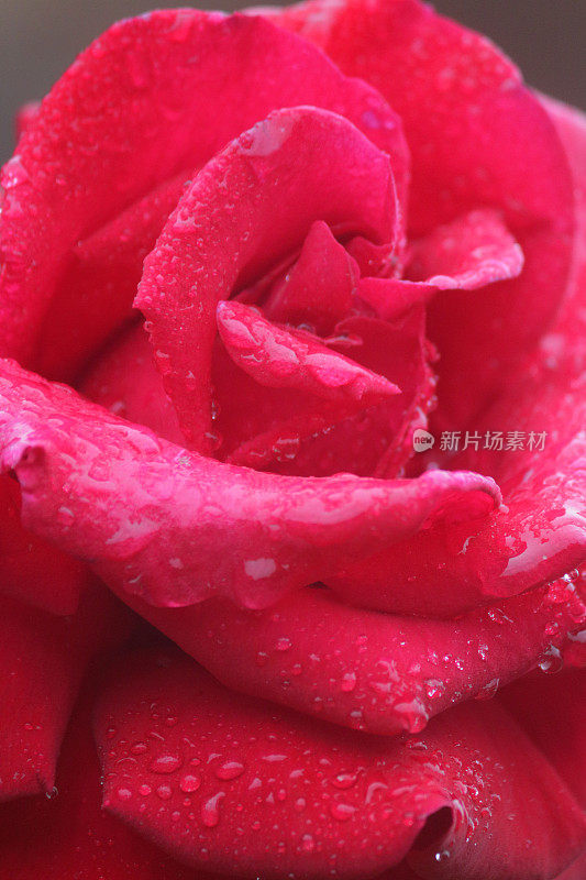 鲜花红玫瑰与水滴生长在花园雨露，芳香的红玫瑰灌木花蕾，花瓣与模糊的园艺背景，浪漫的束玫瑰花瓶，情人节，插花，婚礼花束